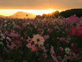 三野町吉津のコスモス畑2024【香川県三豊市三野町吉津】