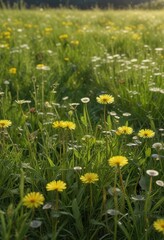 Dandelion blooms appear as tiny dots in a vast expanse of tall grass, flowers in distance, landscape photography