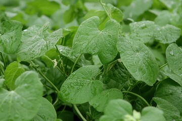 Lush green leaves with droplets of water.