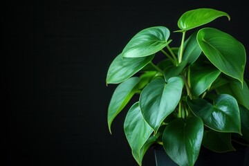 Obraz premium Lush green plant against a dark background.