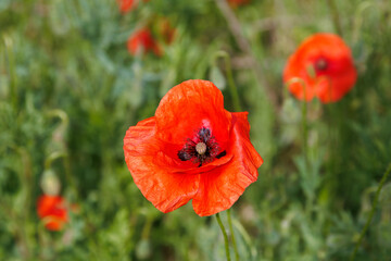 Papaver is a genus of plants from the papaveraceae family. A red poppy flower on a green field. Close-up nature photo with bright spring vegetation. The concept of agriculture and countryside.