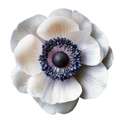A Bloomed Anemone with Vibrant Colors
