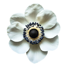 A Lovely Bloomed Anemone in Focus