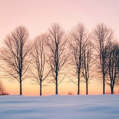 Silhouette of Bare Trees Against a Winter Sunrise  Winter Sunrises and Sunsets, Winter season, Happy New Year, Happy Christmas 