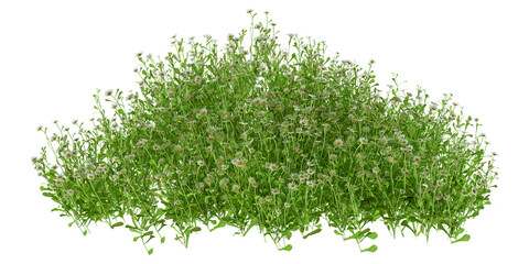 green grass isolated on white