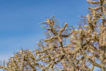 Mojave National Preserve , San Bernardino County, California. Mojave Desert / Kelso Mountains.  Cylindropuntia ramosissima, diamond cholla and branched pencil cholla.