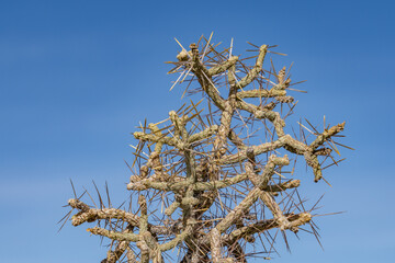 Mojave National Preserve , San Bernardino County, California. Mojave Desert / Kelso Mountains. ...