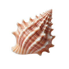 Fototapeta premium Sea shell isolated on transparent background