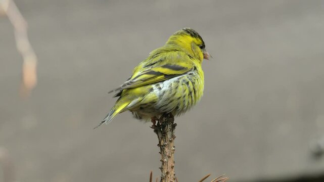 Eurasian siskin (Spinus spinus) singing on top of a branch