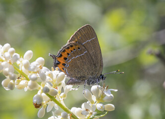 Obraz premium Satyrium pruni
