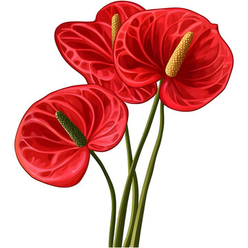 red anthurium flowers on white background clip art preview