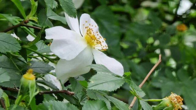 A beautiful white flower opens up among vibrant green leaves in a garden. Sunlight illuminates its petals, creating a serene and natural atmosphere during spring. Rosehip flowers.