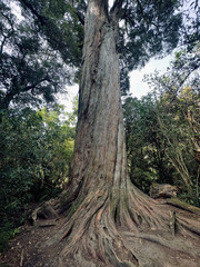 Fototapeta premium Large Totara tree, Canterbury, New Zealand