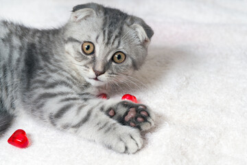 Fototapeta premium Cute Cat with Red Valentine Hearts for Festive Card