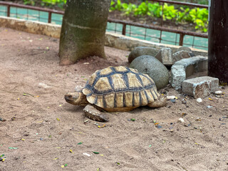 Obraz premium A large African spurred tortoise or Centrochelys sulcata with a patterned shell walks on a sandy path in it's enclosure, with a tree trunk and rocks in the background.