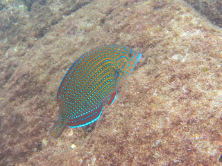 可愛いブチススキベラ（ベラ科）の幼魚他。
英名学名：Bluespotted wrasse,...