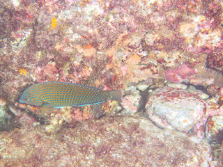 可愛いブチススキベラ（ベラ科）の幼魚他。
英名学名：Bluespotted wrasse,...