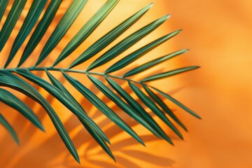 Fototapeta premium monstera leaves summer minimal background