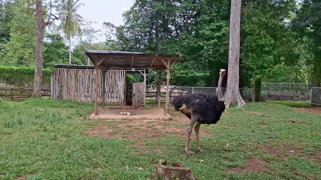 ostriches walking in animal captivity
