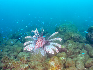美しく大きなハナミノカサゴ（ミノカサゴ亜科）他。
英名学名：Red Lionfish (Pterois volitans)
岩場に集まる、美しいソラスズメダイ（スズメダイ科）他の群れ。
英名学名：Heavenly Damselfish (Pomacentrus coelestis)
静岡県伊豆半島賀茂郡南伊豆町中木ヒリゾ浜2024年
