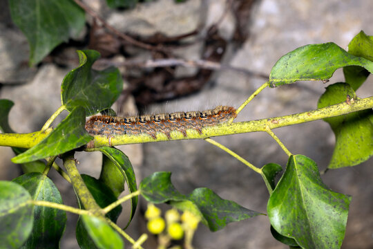 The Oak Eggar Moth caterpillar