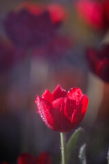 colorful tulips flowering in the garden.