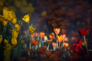 colorful tulips flowering in the garden.