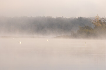 Naklejka premium Thick fog over the lake with a few swans in the forest background
