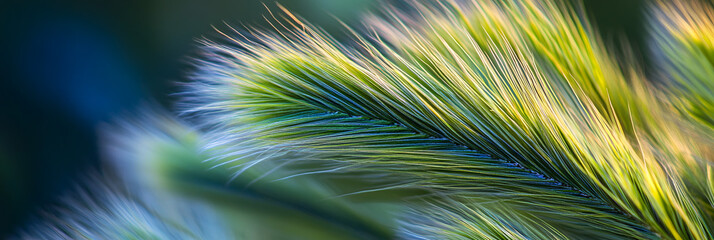 Obraz premium Very beautiful bird feather close-up, peacock feather, nature, animal, close-up, outdoors, commercial, biomimicry, advertisement, poster, wallpaper, background, teal, bird