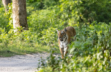 Female tigress (Panthera tigris) walking on jungle road with natural green background of forest.