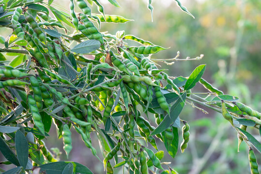 Pigeon pea crop field, pigeon pea or tuvar beans vegetable on plant