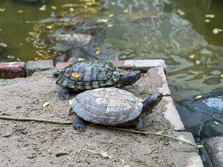 Two Red-eared Slider turtles or red eared terrapin or Trachemys scripta elegans bask on a sandy...