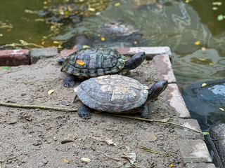 Two Red-eared Slider turtles or red eared terrapin or Trachemys scripta elegans bask on a sandy bank.