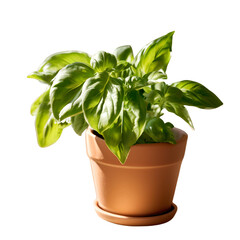 Naklejka premium A pot full of fresh green basil at a farmers market