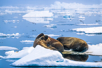 Walrus resting on drift ice in the arctic ocean