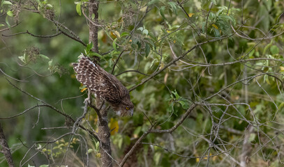 Brown Fish Owl (Bubo zeylonensis) perching in forest at jim corbett.