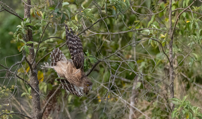 Fototapeta premium Brown Fish Owl (Bubo zeylonensis) perching in forest at jim corbett.