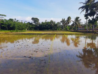 Fototapeta premium a stretch of rice field that has just been planted with rice with water pooling on the muddy ground. The reflection of the bright blue sky is visible on the surface of the rice field water.