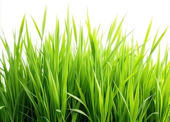 Tall Green Grass Isolated on White Background - Nature, Minimalism, Freshness, Natural Elements, Organic Textures, Botanical Photography, Greenery, Plant Life, Clean Aesthetics, Eco-Friendly Visuals
