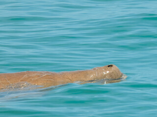 Dugong (Dugong dugon) in Western Australia