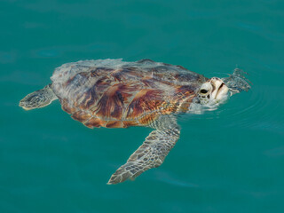 Fototapeta premium Green Sea Turtle (Chelonia mydas) in Australia