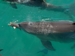 Obraz premium Indo-Pacific Bottlenose Dolphin (Tursiops aduncus) in Australia