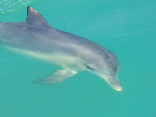 Indo-Pacific Bottlenose Dolphin (Tursiops aduncus) in Australia