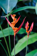 Obraz premium Parrot beak flower flower seeds grown in a greenhouse.