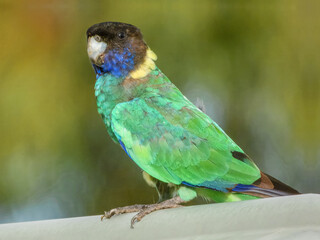 Obraz premium Port Lincoln Australian Ringneck Parrot (Barnardius zonarius zonarius) in Australia