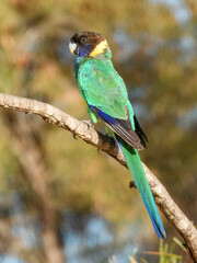 Port Lincoln Australian Ringneck Parrot (Barnardius zonarius zonarius) in Australia