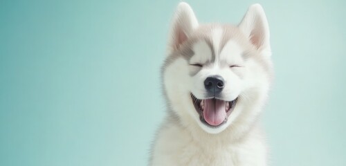 Happy Siberian Husky puppy smiles against a light blue background.