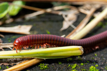 brown millipede crawls across a rough