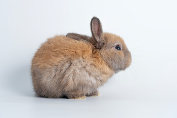 Obraz premium Cuddly rabbit fluffy bunny cleaning body paw sitting over isolated white background. Adorable little bunny brown tail rabbit furry clean body legs with copy space. Symbol festive easter exotic pet.