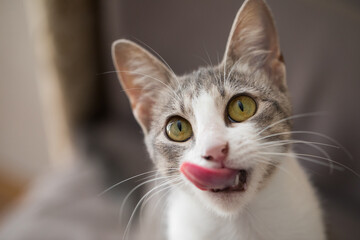 Tabby cat pet licking it's nose, indoor portrait